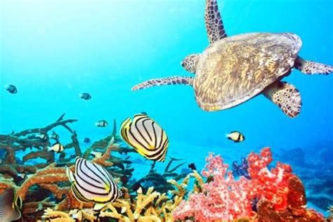 Los Arrecifes De Coral Más Bellos Del Mundo Easyviajar