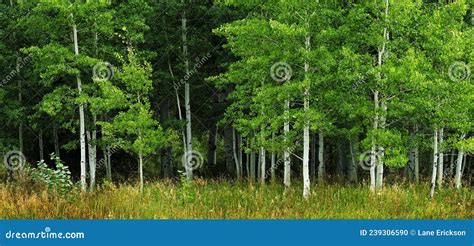 Aspen Trees White Trunk Lush Green In Summer Forest Wilderness Stock