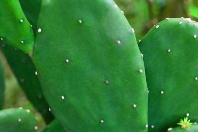 They can be used as a garnish to meat dishes or added to salads for color. How to Cook Napolitos Cactus | Prickly pear cactus ...