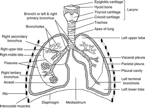 You Can Clearly Understand By Observing The Lung Diagram In This Post