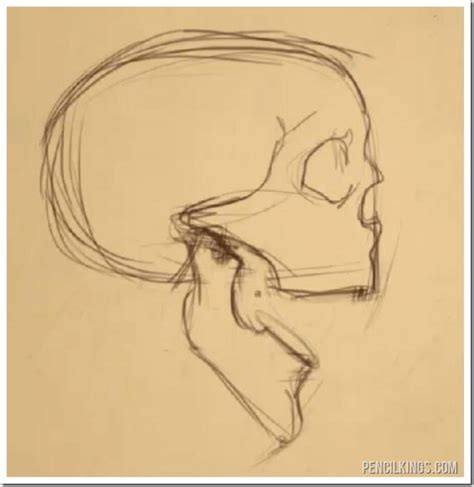 Simple How To Draw The Jaw Tutorial And Bonus Video Course By Sycra
