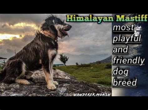 Dogs from working strains of many of. Himalayan Mastiff Most Playful and Friendly Dog Breed ...
