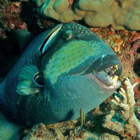 This Much Is Clear Titan Triggerfish Are Extremely Territorial By