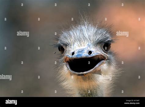 Ostrich Closeup With Open Mouth Stock Photo Alamy