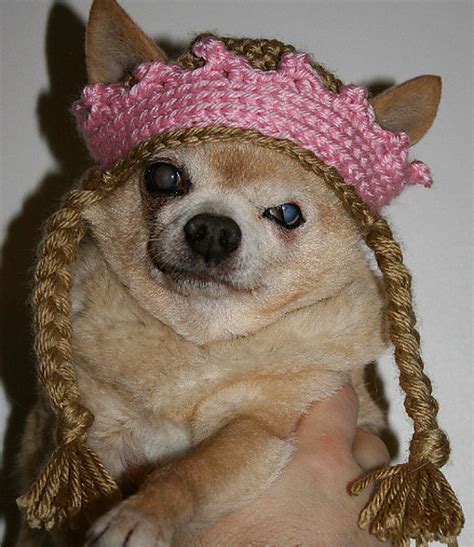 Ravelry Chihuahua Queen Hat Pattern By Raincity Mumblings