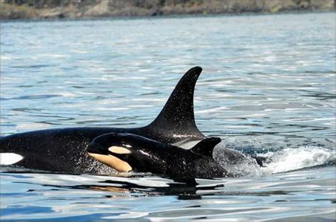 Scientists Confirm Birth Of Baby Orca