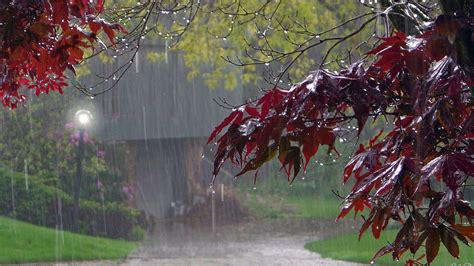 Red Green Leaves Tree Branches In Falling Rain Drops Background Hd Rain