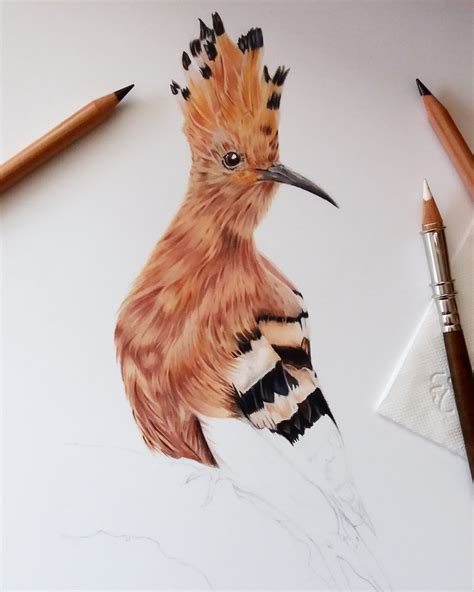 Hoopoe Bird Latest Progress Cant Wait To Draw The Stick She Is On R
