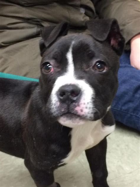 Looking for a puppy or dog in boston, massachusetts? Adopt Scrappy Doo on Petfinder | Boston terrier dog, Scrappy doo, Adoption
