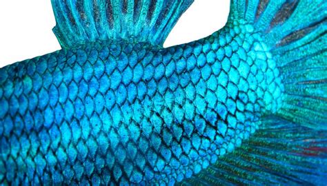 What Are Fish Scales Used For Animals Momme