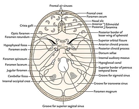 Floor Of Cranial Cavity Siswanto Floor