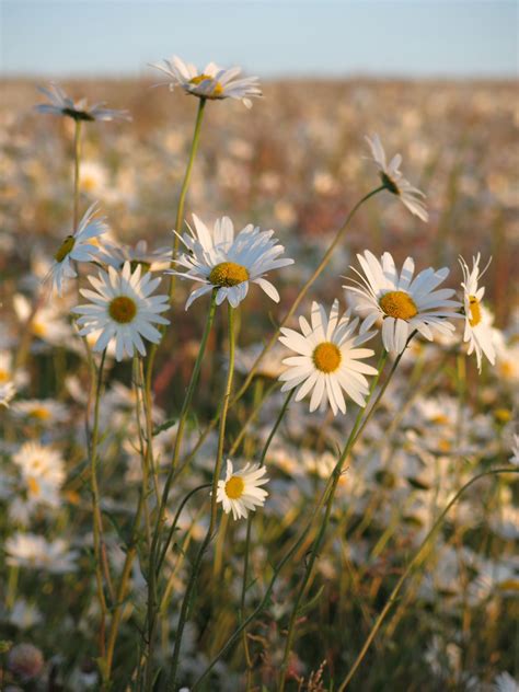 We also provide an article index for this topic, or you can try the page top or bottom search box as a quick way to find information you need. Daisy field near me at sunset | Where to buy flowers ...