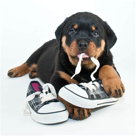 The first step for how to get your puppy to stop biting is to inhibit the behavior. My Dog Chews Everything - Dog Training Basics