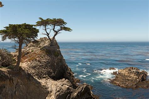 Monterey Cypress Tree Britannica