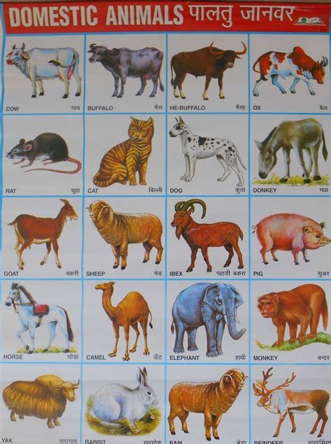 Animals Name And Pictures In Hindi