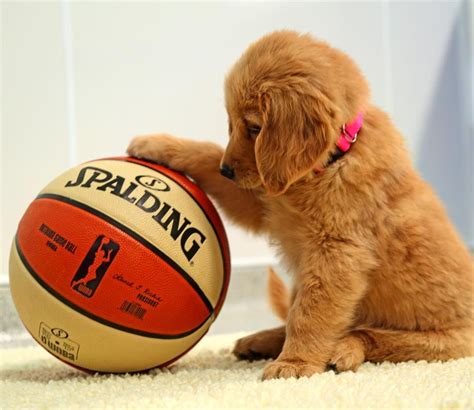 A red golden retriever puppy will be super cute and absolutely breathtaking. 23 Golden Retriever Puppies Who'll Remind You There Are ...