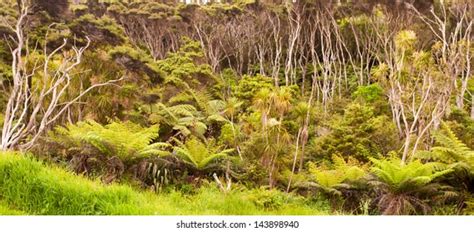 New Zealand North Island Forest Vegetation Stock Photo 143898940