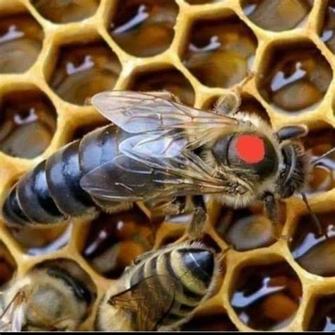 2020 Honeybee Mated Queen Carniolan Carnica Hybrid Northern Climate