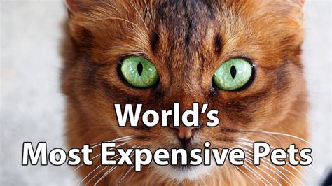 10 Most Expensive Pets In The World In 2024 Do Racing Horses Cost More