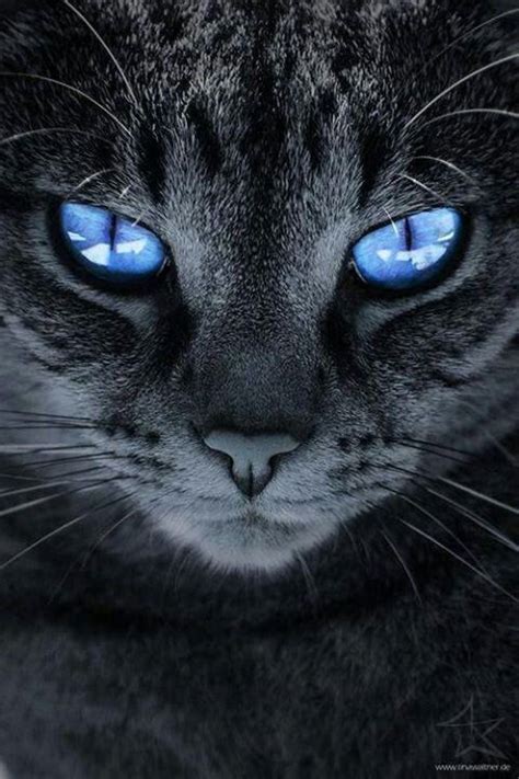 211 Best Images About Cats How To Draw And Paint Cat Eyes