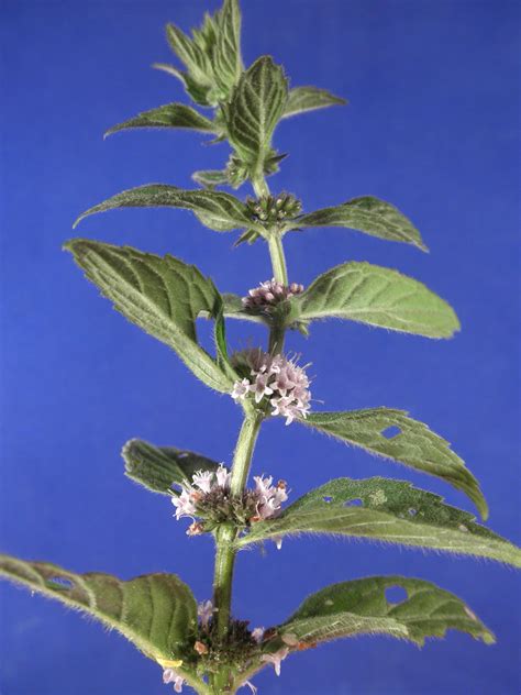 Mentha Arvensis Lamiaceae