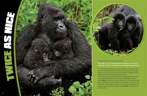Baby Gorilla Twins Nwf Ranger Rick Baby Gorillas Gorilla Animals