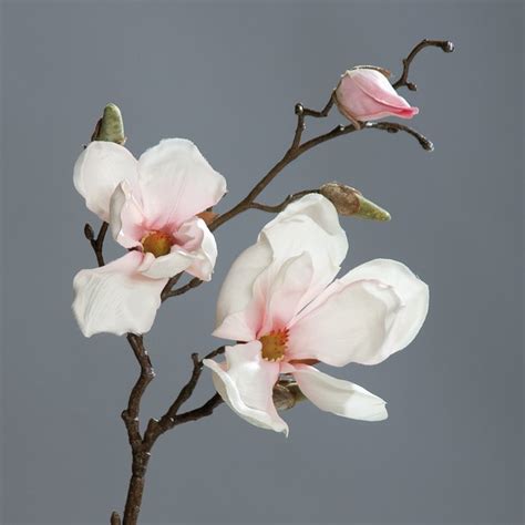 There are two flowers with buds to help give it a freshly flowered look. Magnolia branch cream-pink 50 cm artificial flower by DPI ...