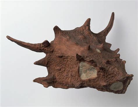Fossilised Anapsid Skull Photograph By Dorling Kindersleyuig Fine