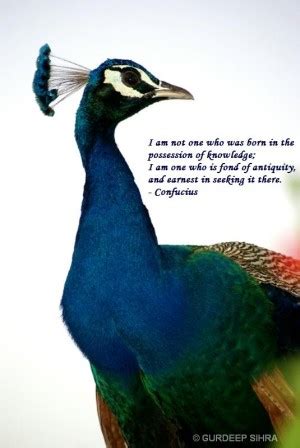 Enjoy reading and share 100 famous quotes about peacock with everyone. Quotes About Peacocks. QuotesGram