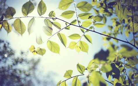 Green Leaves Foliage Leaves Sunlight Blurred Hd Wallpaper