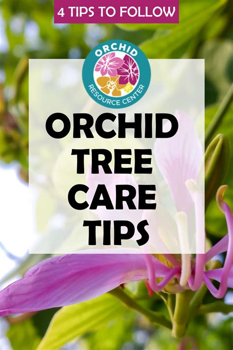 Orchid Tree Care Tips Orchid Tree Orchids Tree Care