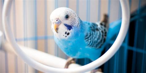 Common Pet Bird Mites And Their Symptoms Bechewy