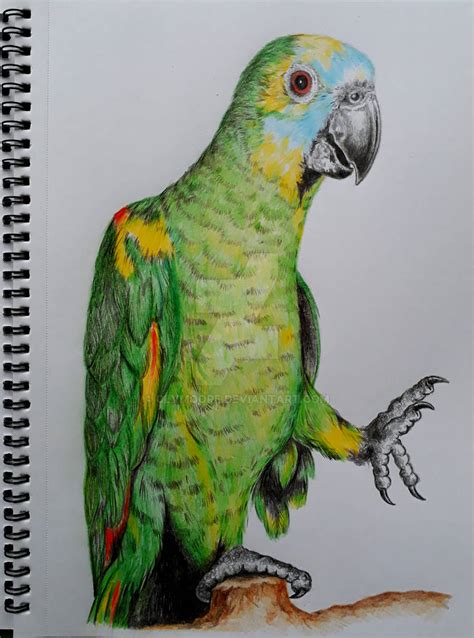 Parrot Sketch By Clvmoore On Deviantart