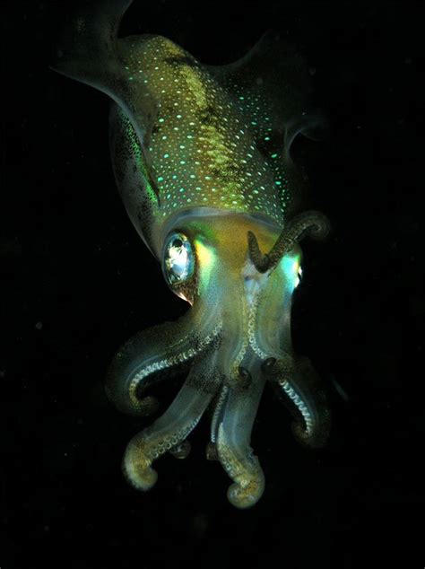 Bigfin Squid Deep Sea Mysteries And Oddities That Will Leave You Baffled