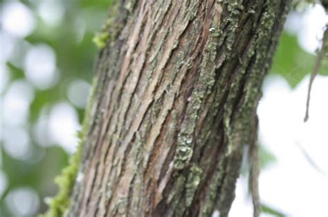 Sambucus nigra auch elderbaum, holder, holler, husholder, keilken, kisseke, schwarzer holunder, schwarzholder Rinde / Bark | Abenteuer Garten