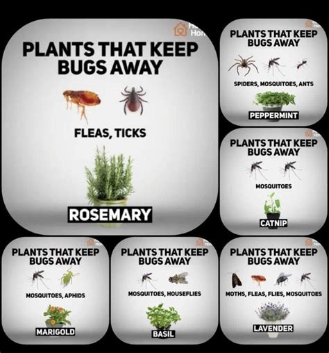 Plants That Keep Bugs Away Mosquito Repelling Plants Plant Bugs