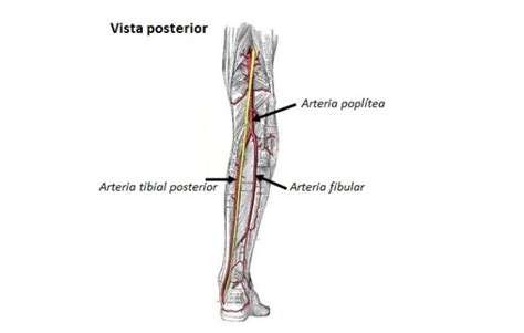 Arteria Fibular O Peronea Origen Ramas E Irrigación