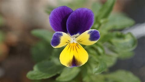 How To Identify Lawn Weed With Small Purple Flowers