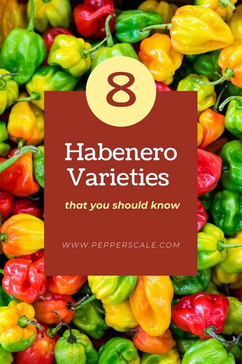 Eight Habanero Varieties That You Should Know Stuffed Peppers