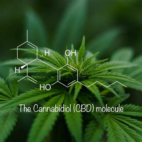 What Is Cbd Definition Of Cannabidiol And Cbd Oil