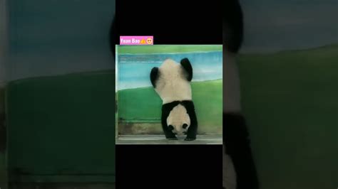 Panda Handstand 圓寶 倒立 Shorts 圆宝 Youtube