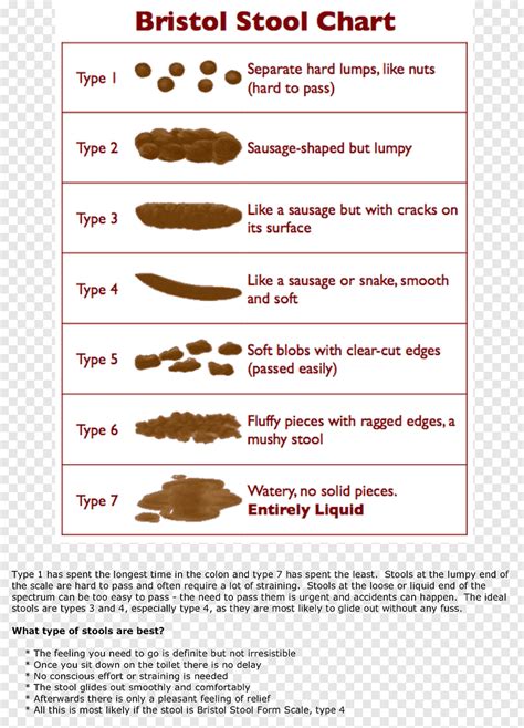 Bristol Stool Scale Human Feces Fecal Incontinence Health Health Free