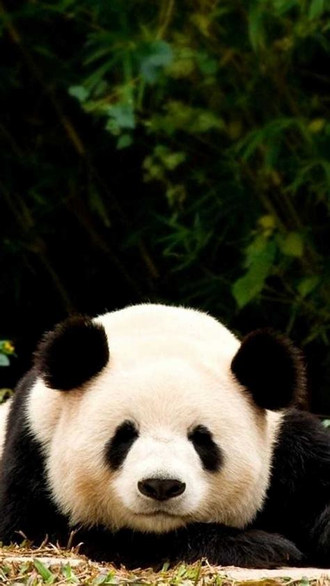 Panda Wallpaper Ixpap
