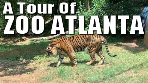 A Tour Of Zoo Atlanta Youtube