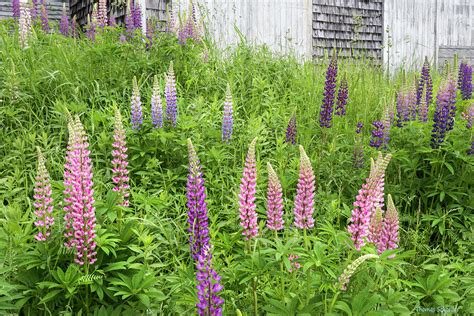 Seaside Maine Cottage Weathered Shakes And Lupine Flowers Photograph By
