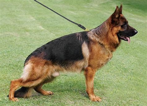 Braided Real Leather K9 Dog Leash German Shepherd