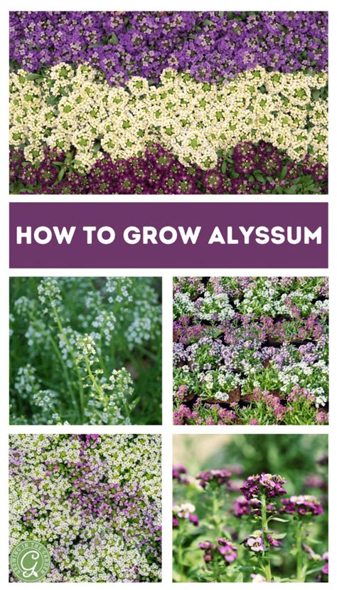 How To Grow Alyssum 5 Tips For Growing Alyssum Growing In The Garden