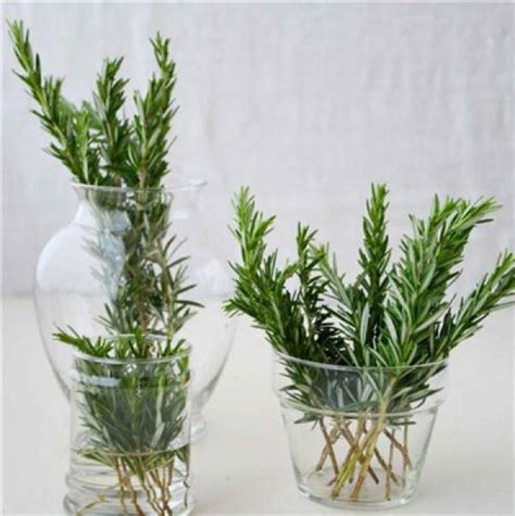 Hydroponics Of Rosemary The Plant Aide