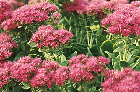 I love perennials because they come back every year: 5 Low Maintenance, Drought Resistant Perennials to Plant ...