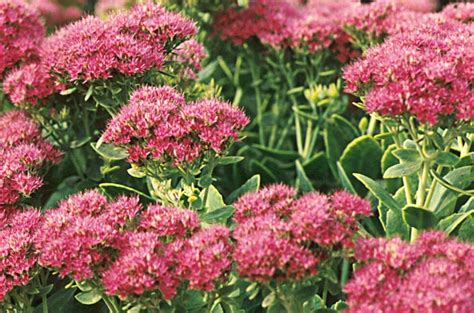 •moist to wet, gravelly soil. 5 Low Maintenance, Drought Resistant Perennials to Plant ...